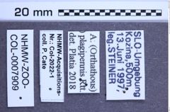 Etikette zu Athous (Orthathous) plagipennis syn of picipennis in Cate Cat. (Reitter, 1905) (NHMW-ZOO-COL-0007909)